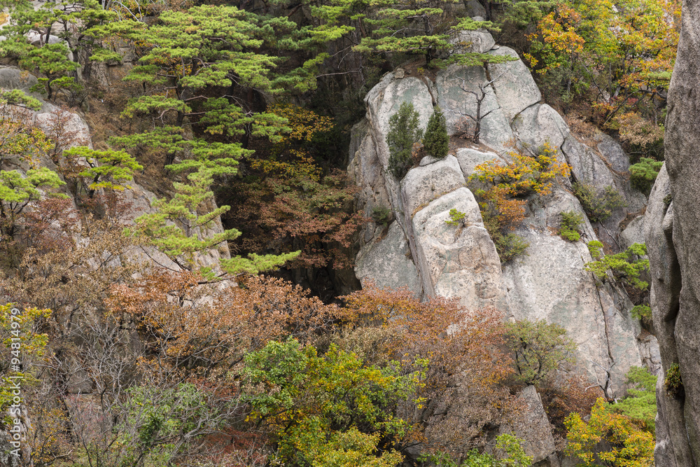 autumn coloured leaves on rock outcrops