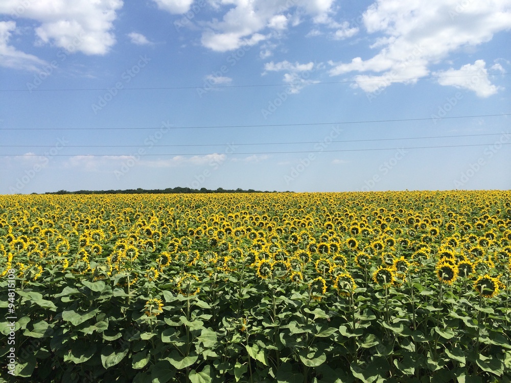 Fototapeta premium Ukraine country road 