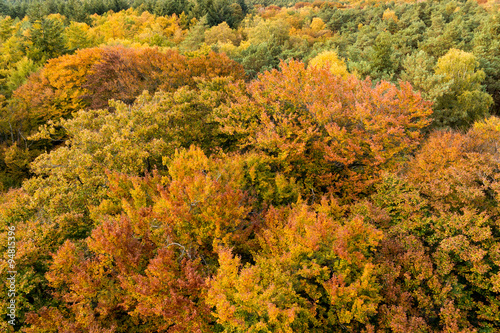 Colourful tree tops from above in autumn in the Netherlands