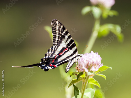 Zebra Swallowtail (3) #94815595