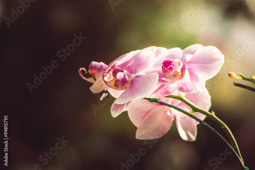 Beautiful blooming orchids in forest photo