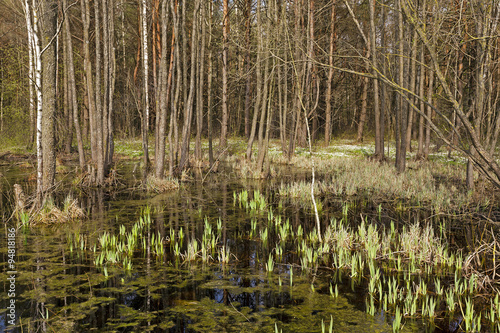 swamp . spring season