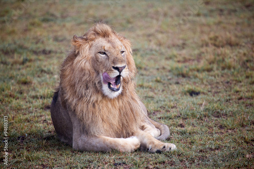 Wallpaper Mural Lion lying on green grass, Masai Mara Reserve,Kenya, East Africa Torontodigital.ca