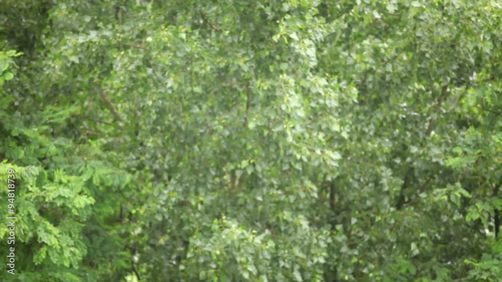 Summer rain fall; tree tops waving at wind; no people; hd 1080 footage