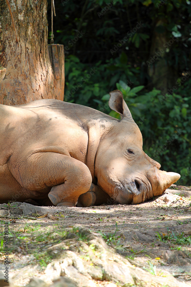 Fototapeta premium Rhino / rhinoceros ..