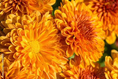 Autumn Mums or Chrysanthemums in bloom