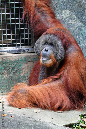Orangutan.. © Chee-Onn Leong
