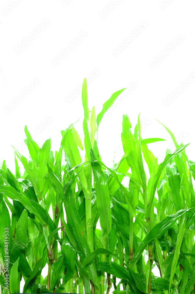 green grass isolated on white background green grass isolated on white background