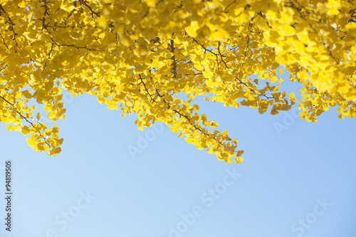 yellow ginkgo leaves in autumn © mytree