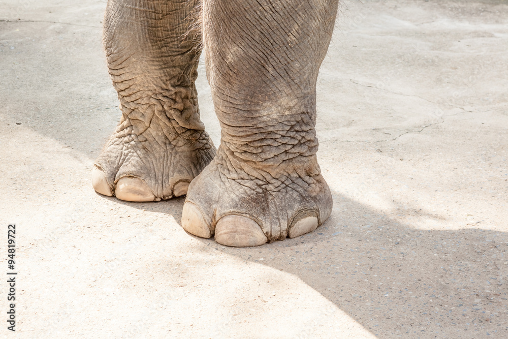 Fototapeta premium two elephant legs