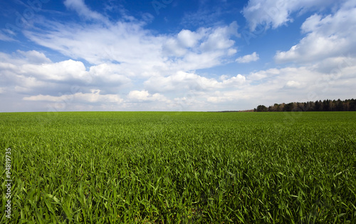 cereal field. Agricultural 