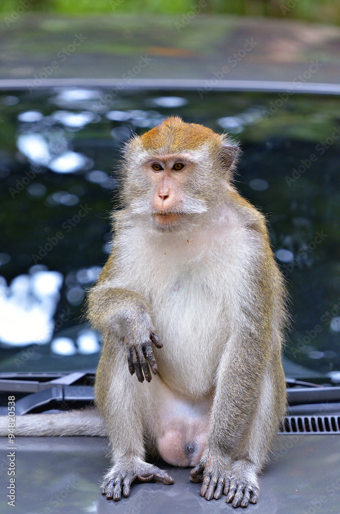 Fototapeta premium Monkey on a tree..