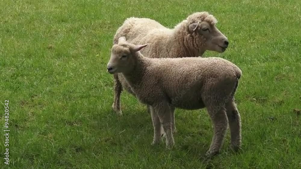 Two Merino sheep mother and lamb in the paddock New Zealand Two Merino sheep mother and lamb in the paddock New Zealand