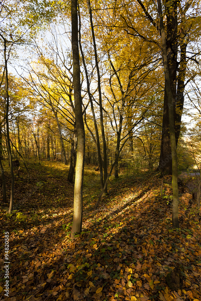 Fototapeta premium the trees . autumn season
