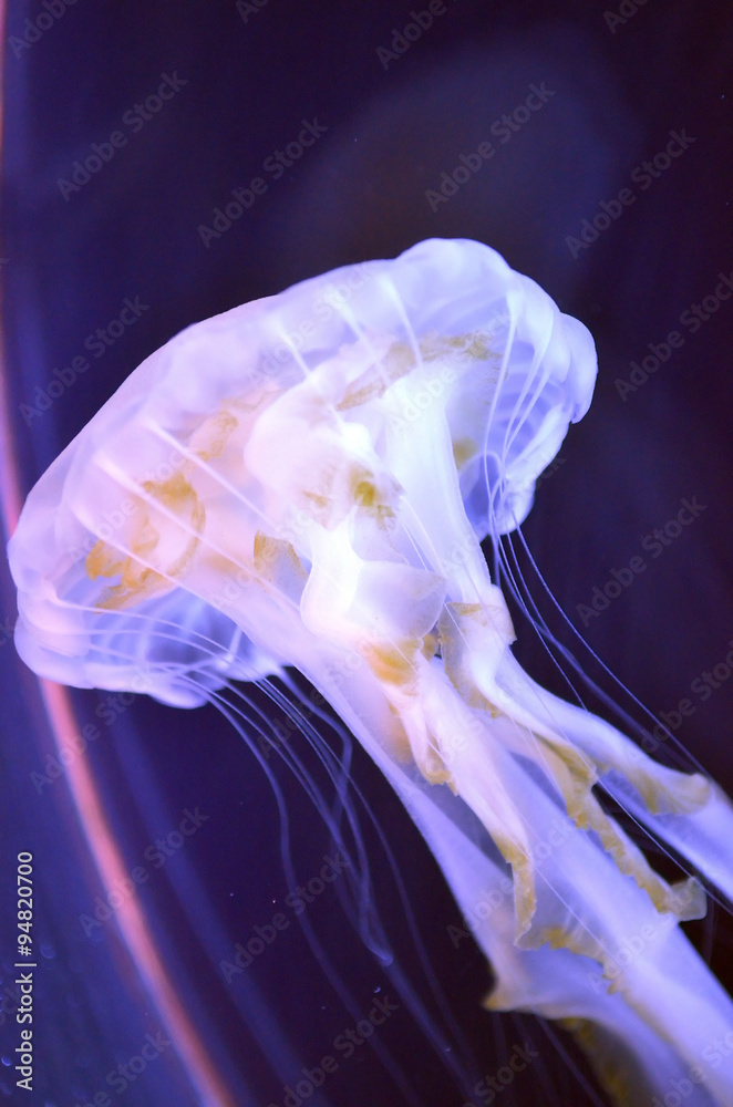 Fototapeta premium Group of jellyfish..
