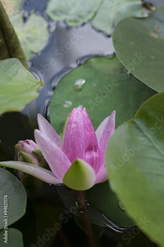 PinkLotus#1 photo