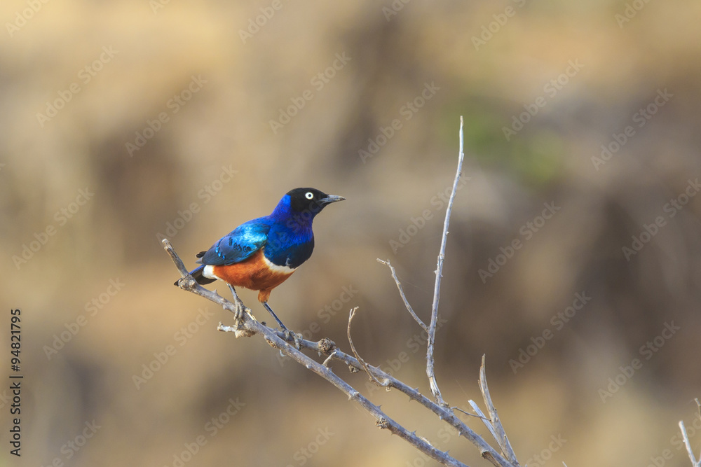 Obraz premium Superb Glossy Starling bird