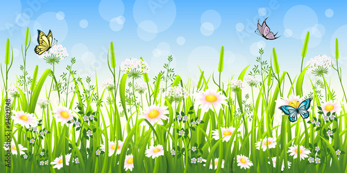 Flower meadow in summer with butterfly