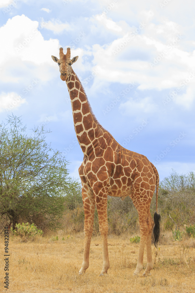 Giraffes in Africa Giraffes in Africa
