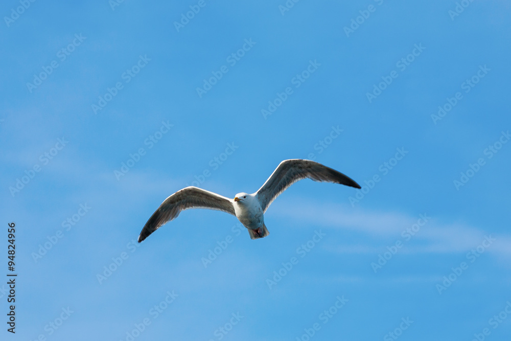Herring gull flying in the sky