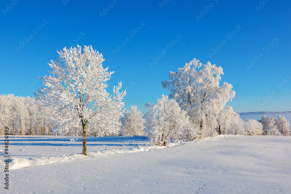 Obraz premium Frost covered trees in snow landscape