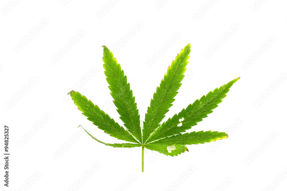 Burn green leaf of canabis on white background Burn green leaf of canabis on white background