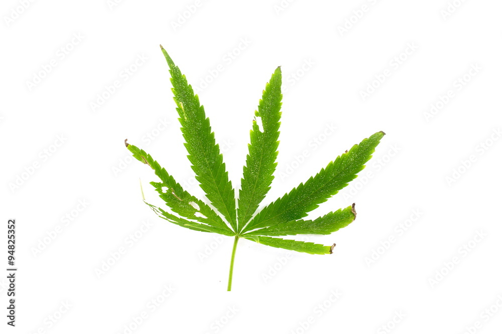 Burn green leaf of canabis on white background Burn green leaf of canabis on white background
