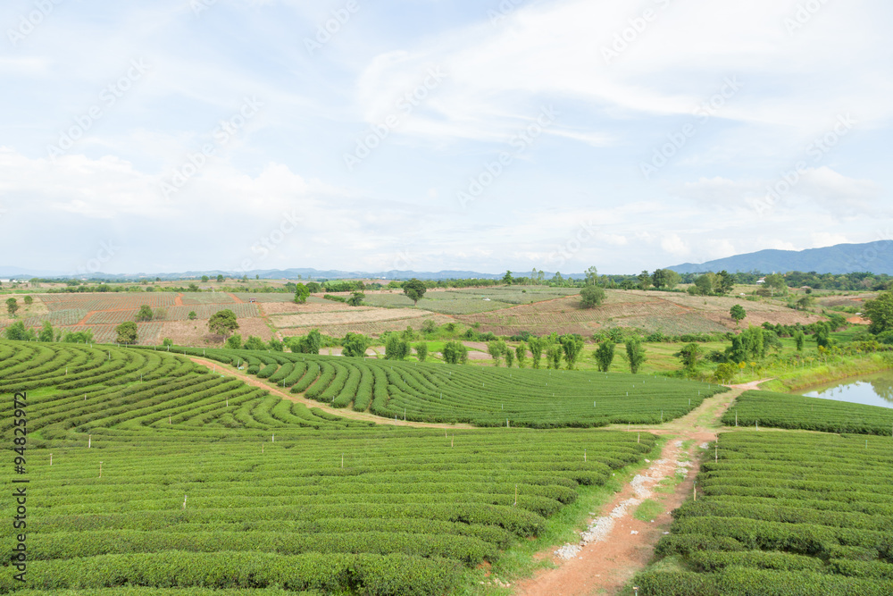 Tea tree farm