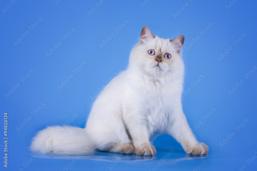 Obraz premium Cat on a blue isolated background