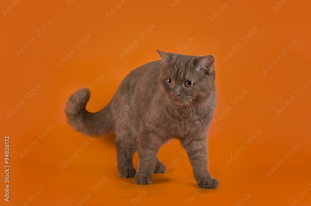 Obraz premium British cat on an orange background isolated