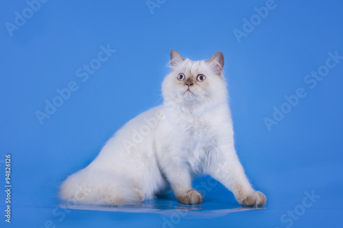 Cat on a blue isolated background