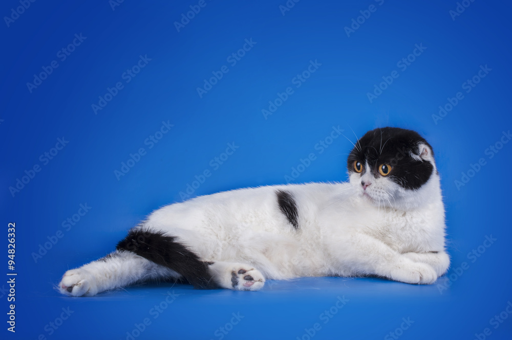 Scottish Fold cat on a blue background isolated