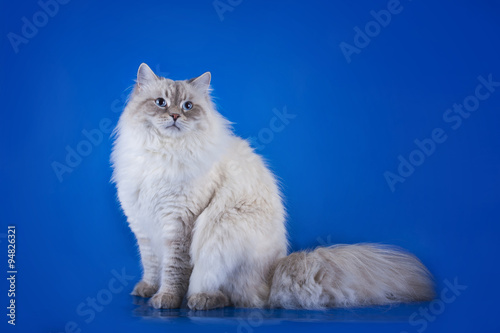 Fotografia Siberian cat on a blue background isolated