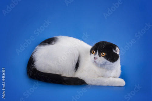 Scottish Fold cat on a blue background isolated