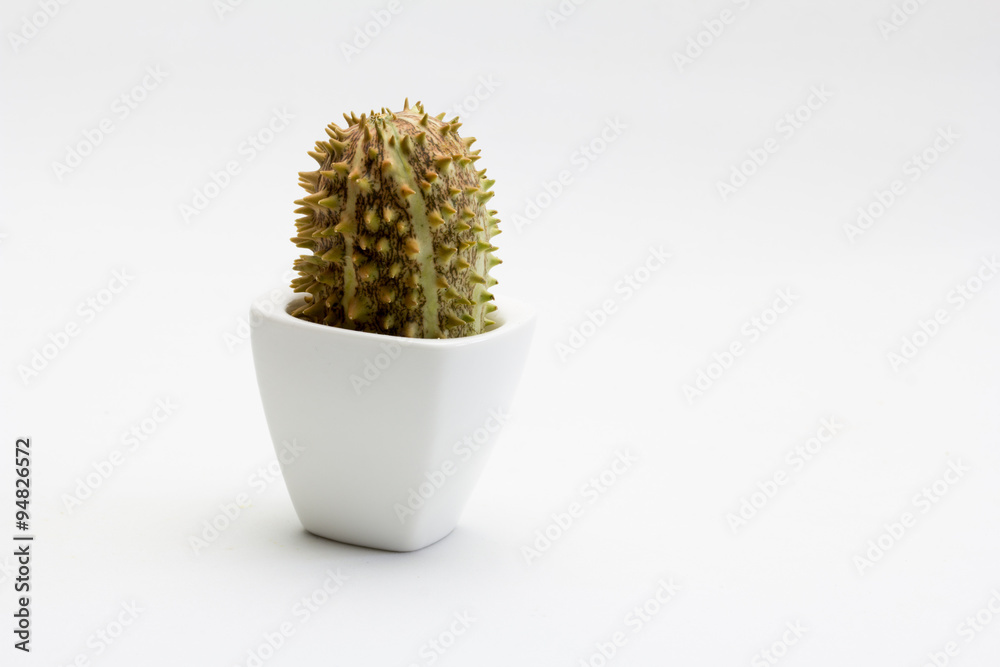 Cactus de calabaza Cactus de calabaza