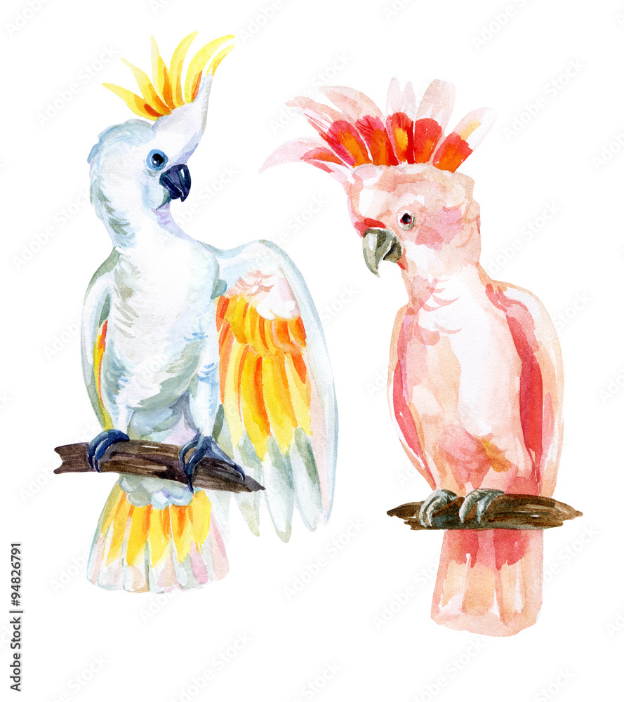 Fototapeta premium watercolor Australian Cockatoo