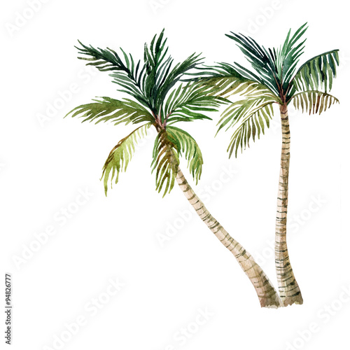 Palm tree isolated on white background. watercolor
