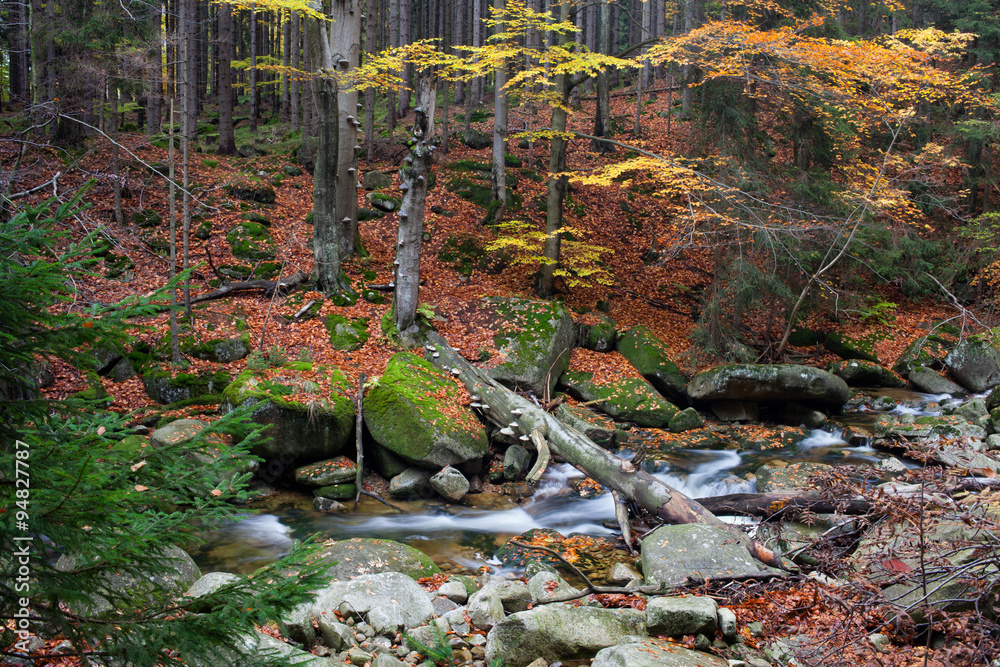 Obraz premium Stream in Autumn Mountain Forest