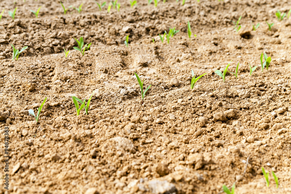 green corn sprouted green corn sprouted
