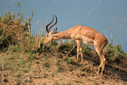 A male impala antelope (Aepyceros melampus) feeding, Kruger National Park, South Africa.