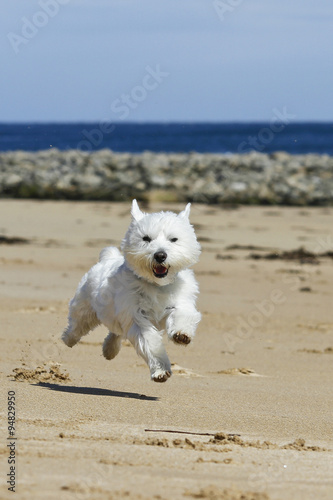 Happy Dog At Beach 