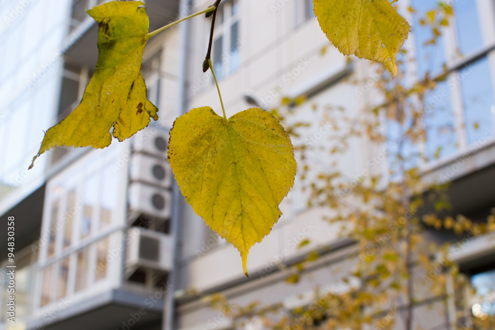 Obraz premium autumn forest outdoors