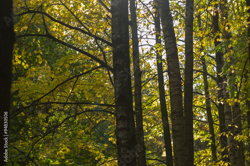 autumn forest outdoors © vinkirill