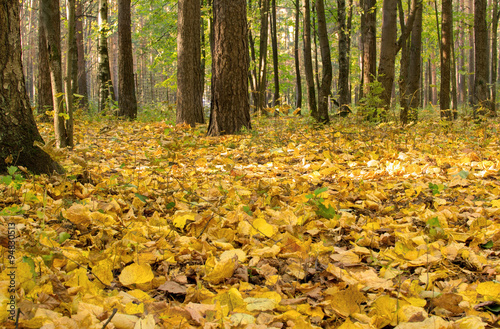 autumn forest outdoors