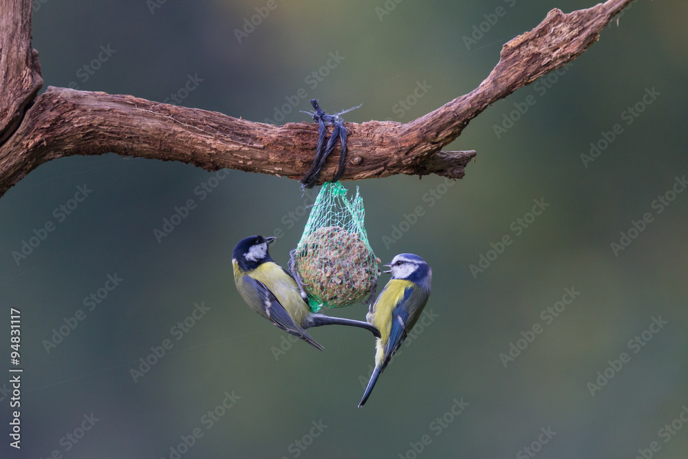 Fototapeta premium Blaumeise und Kohlmeise