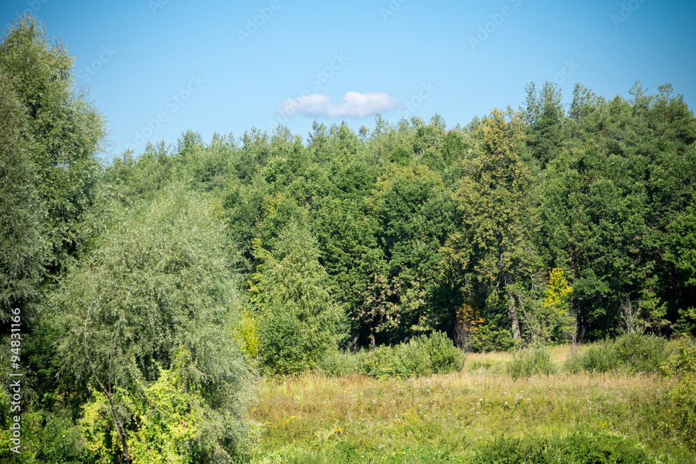 Obraz premium Green Forest