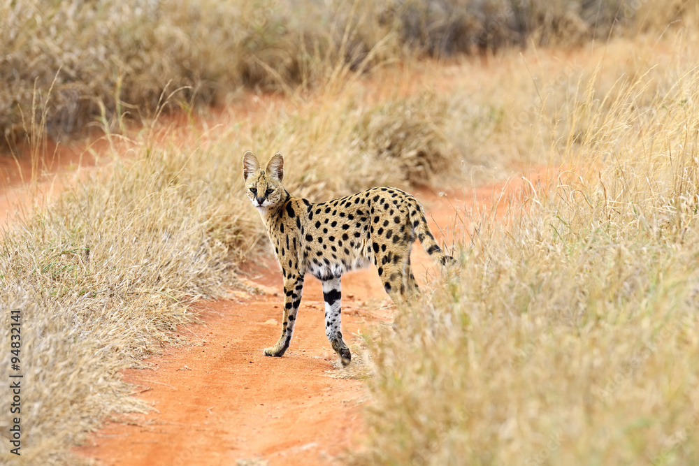 Serval Tsavo