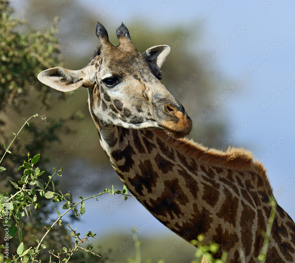 Obraz premium Giraffe