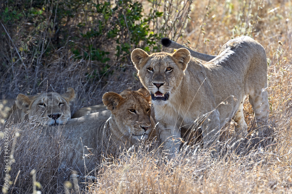 Fototapeta premium Lion