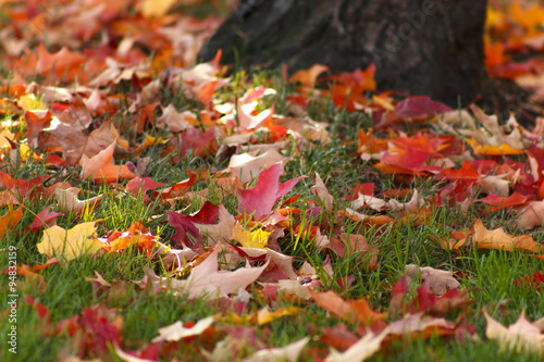 Fall is Here - Leaves on the Ground